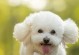 探寻小体型犬种的独特体味（以纯种吉娃娃为例，解读小型犬的特殊气味）