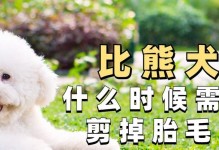 比熊修胎毛的时间周期与护理要点（详解比熊修胎毛的周期、护理技巧及注意事项）