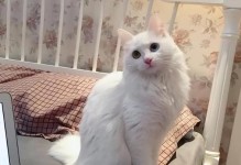 寻找适合家庭的经济实惠猫咪（在有限预算内选择合适的猫咪伴侣）