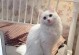 寻找适合家庭的经济实惠猫咪（在有限预算内选择合适的猫咪伴侣）