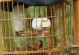 画眉鸟的睡眠习惯与最佳时间（揭秘画眉鸟的睡觉时间与关键因素）