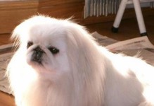 了解京巴犬（探索京巴犬的品种特征及其与人类的互动）