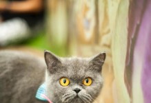 猫咪的视觉世界（探索猫咪的视觉）