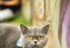 猫咪的视觉世界（探索猫咪的视觉）