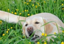 为什么狗狗喜欢吃青草？（探寻狗狗食草行为的原因与意义）