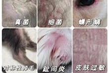 治疗狗皮肤病的有效药物——保护你的狗的健康