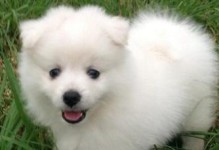 探秘神秘的银狐犬（解读银狐犬的起源与特征）