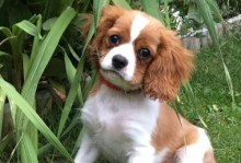 小型犬体味小的特点及解决方法（探索小型犬为什么体味小，让你和宠物更舒适）