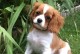 小型犬体味小的特点及解决方法（探索小型犬为什么体味小，让你和宠物更舒适）