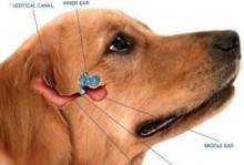 狗外耳炎全面解析（从症状到治疗，全方位了解你的宠物）
