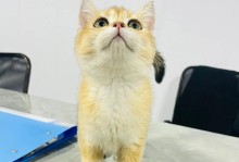 猫语天籁，寻觅完美名字（15个令人陶醉的猫名，尽在这里）