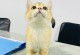 猫语天籁，寻觅完美名字（15个令人陶醉的猫名，尽在这里）