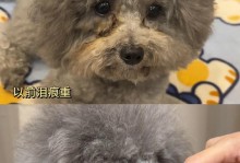 狗狗泪痕是怎么形成的？（解析泪痕问题的成因和处理方法）