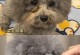 狗狗泪痕是怎么形成的？（解析泪痕问题的成因和处理方法）