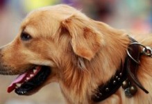 用金毛犬训练教程打造优秀宠物（以金毛犬训练教程为基础，打造高效、安全、愉悦的宠物训练过程）
