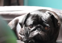 小巴哥犬的断奶时间及注意事项（小巴哥犬断奶时间表和健康关怀指南）