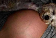 以泰迪孕妇狗为主题的养殖和照顾指南（了解泰迪孕妇狗的特点及其照顾要点）