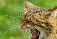 小猫为何无声？（探究小猫无声的原因）