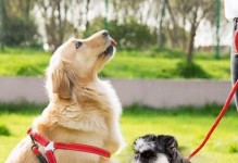 如何训练宠物狗狗听话（掌握关键技巧，让你的狗狗听从你的指令）