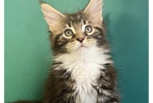 白手套猫（探寻白手套猫的品种特征与魅力）