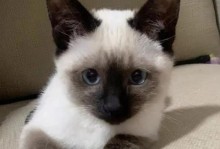 如何防止暹罗猫咬人（掌握正确方法，让猫咪变得温顺易驾驭）