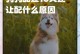 狗狗配种到生多久能洗澡？（洗澡的最佳时机和注意事项）