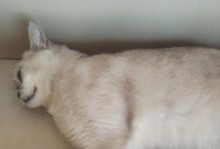 如何改善猫的口臭问题（针对猫口臭问题的饮食调整及护理方法）