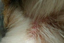 狗狗皮肤发红是怎么回事？（探究狗狗皮肤发红的原因及治疗方法）