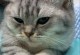 猫崽的肥食之道（揭秘猫崽喜食肥料的原因和种类）