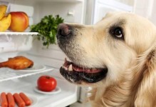 狗狗的饮食（探究狗狗吃水果的利弊与注意事项）
