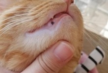 如何解决小猫鼻子嘴巴都黑黑的问题？（宠物养护必读，小猫也需要爱）