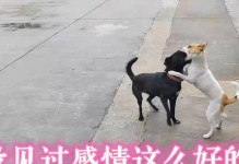 小狗的情感世界（探索小狗情感的奇妙之旅）
