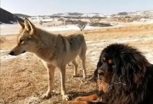 内蒙古的狗狗世界（探寻内蒙古特色犬种的魅力与珍藏）