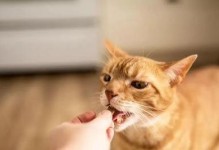加菲猫产后饮食需注意的问题（宝宝健康成长离不开妈咪的营养补给）