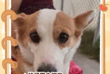 狗狗拉稀恢复需要多长时间？