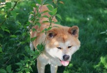 夏天为什么狗狗老是掉毛？（探究狗狗夏季掉毛的原因及应对措施）