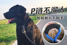 从宠物的角度出发，助你训练狗狗（从宠物的角度出发，助你训练狗狗）