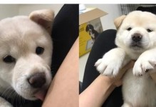 以什么东西奖励狗狗才是最有效的？（挑选适合狗狗的奖励方法与物品）