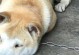 当狗狗离世后，它会成为怎样的存在？（一种永远停留在心中的思念）