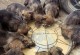 昆明犬价格及等级分析（昆明犬等级与价格，从高端到平民，你知道吗？）