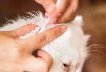 小心！猫咪身上的跳蚤可能危害你和家人健康