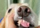 解决宠物口臭问题的最佳方法（如何帮助你的狗狗摆脱口臭的困扰）