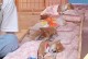 小幼狗的洗澡时间和注意事项（正确护理幼犬的必要条件及洗澡频率）