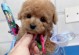 泰迪犬的多彩魅力（探索泰迪犬不同颜色的迷人之处）