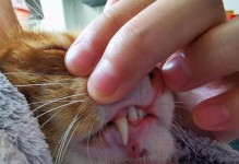猫咪少了一颗牙，你需要知道的所有事情（如何照顾一只少了一颗牙的猫咪？）