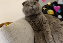 猫咪膀胱炎的治愈时间及方法探究（揭秘猫咪膀胱炎的治疗时间和有效方法，帮助猫咪尽快康复）