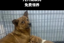 救救它们，拯救流浪狗的善举（6种遇到流浪狗狗的情况，你能做些什么？）