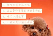 泰迪犬饮食要注意的8大要点（养泰迪犬必读，养成健康饮食习惯）