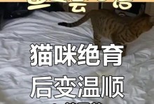 公猫绝育后适宜吃饭时间（了解公猫绝育后的饮食需求）