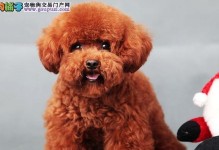 如何挑选适合自己的贵宾犬（从品种、性格到健康，全面解析贵宾犬的选购要点）